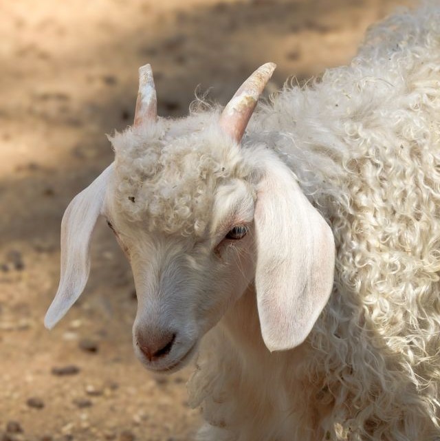 chèvre angora