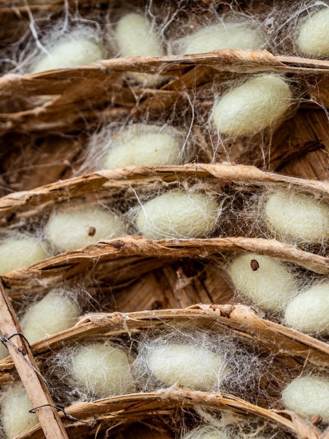 cocons de vers à soie