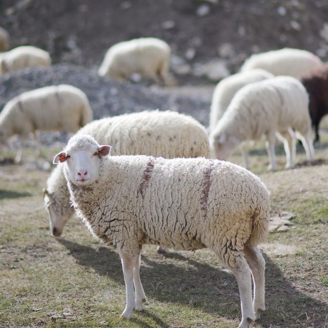 mouton laineux